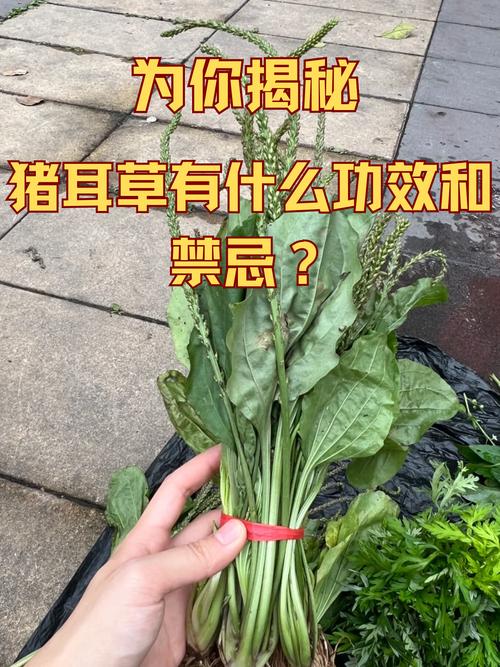 养猪种什么草好?这几种优质牧草让猪更健康、成本更低 五、苏丹草——高产耐旱,夏季首选