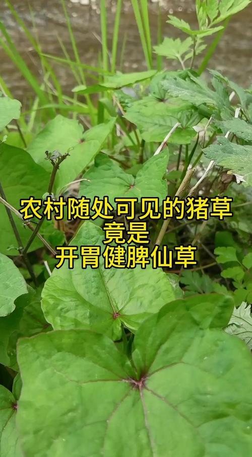 养猪种什么草好?这几种优质牧草让猪更健康、成本更低 三、菊苣——菊苣的“苦味”也能治病