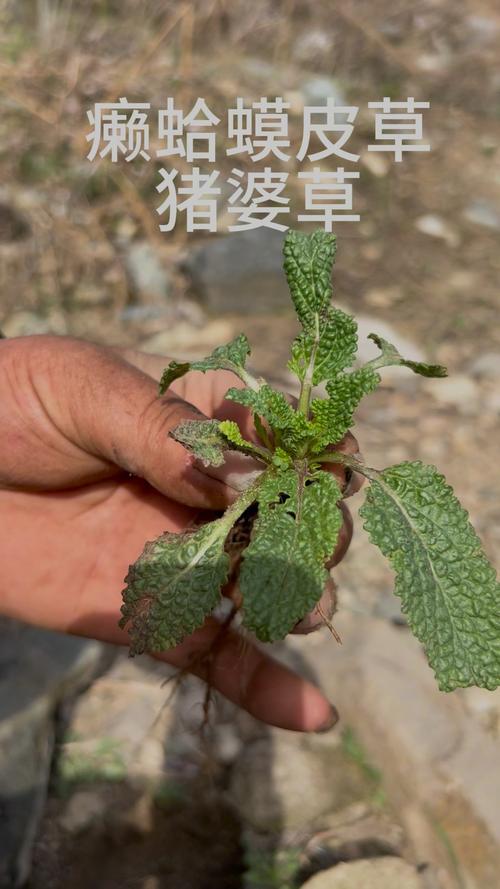养猪种什么草好?这几种优质牧草让猪更健康、成本更低 六、种植牧草的通用技巧