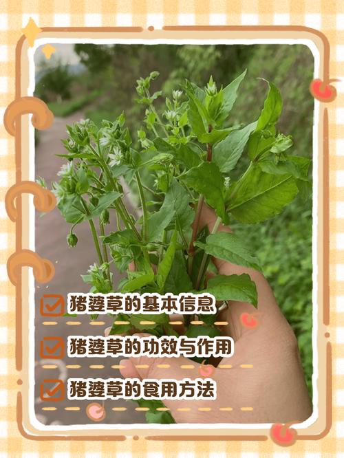 养猪种什么草好?这几种优质牧草让猪更健康、成本更低 七、饲喂注意事项