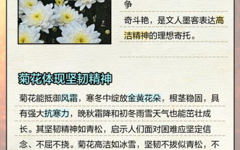 菊花（秋菊）的品种品质与精神内涵：从花色到养护的全面指南