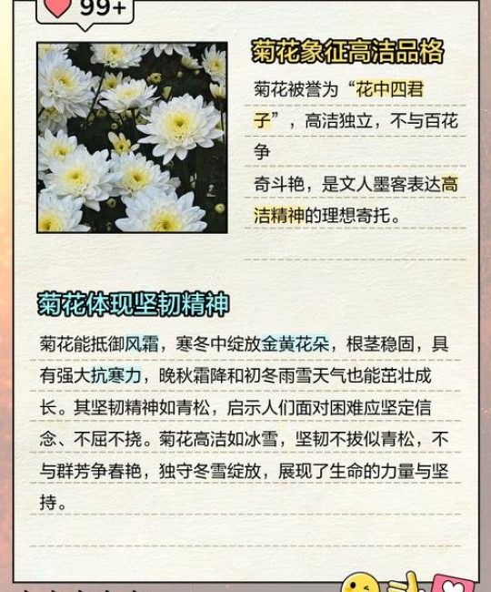 菊花（秋菊）的品种品质与精神内涵：从花色到养护的全面指南