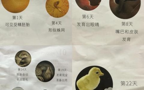 蛋鸡从鸡苗到产蛋要多少天？完整周期与养殖要点解析