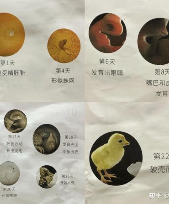 蛋鸡从鸡苗到产蛋要多少天？完整周期与养殖要点解析