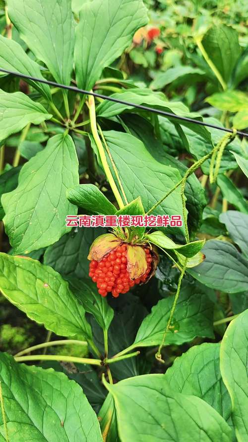 产地因素：品质与物流成本差异