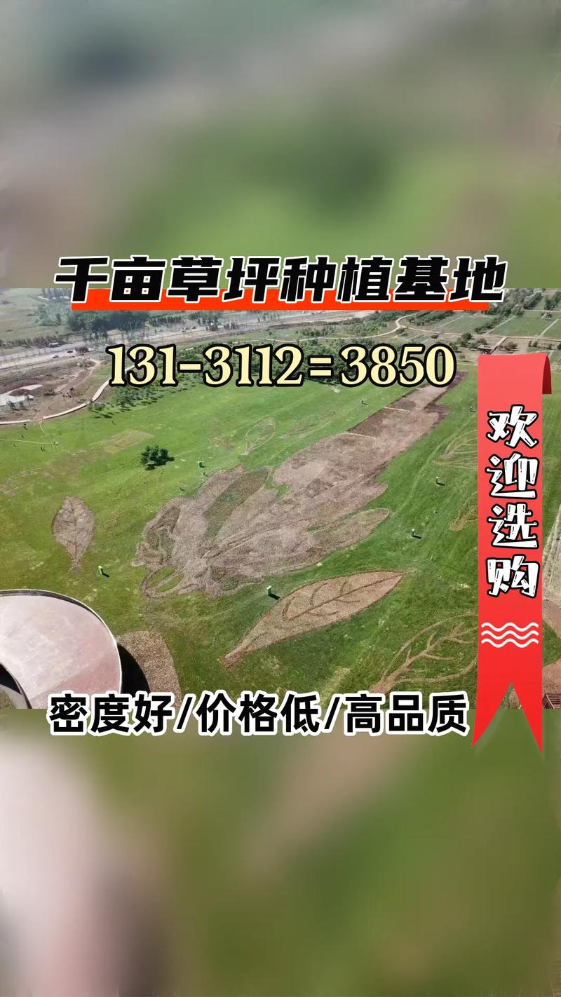 马尼拉草坪一平多少钱?2026年价格参考与影响因素全解析 常见错误与注意事项