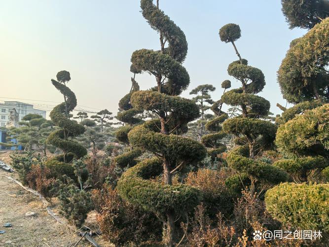 什么树不适合孤植？——园艺师详解孤植选树禁忌
