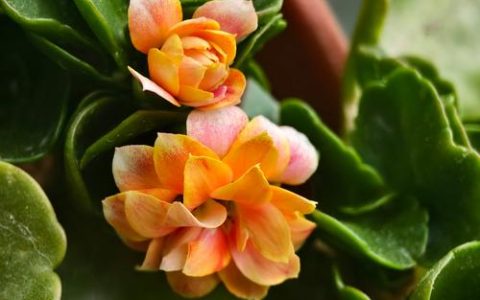 长寿花是多年生还是一年生植物？家庭盆栽养护全攻略