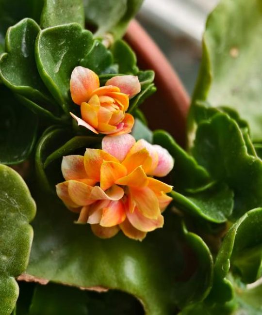 长寿花是多年生还是一年生植物？家庭盆栽养护全攻略
