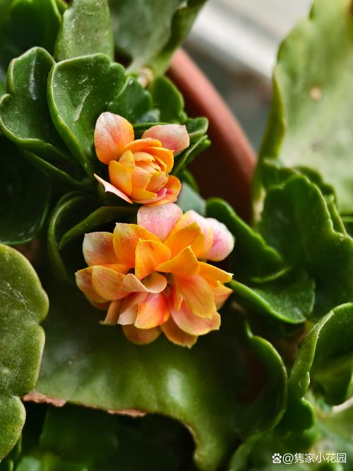 长寿花是多年生还是一年生植物？家庭盆栽养护全攻略
