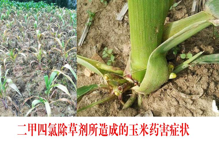玉米苗不齐怎么补救?五大原因与应对方案全解析 三、预防胜于补救:未来如何避免?