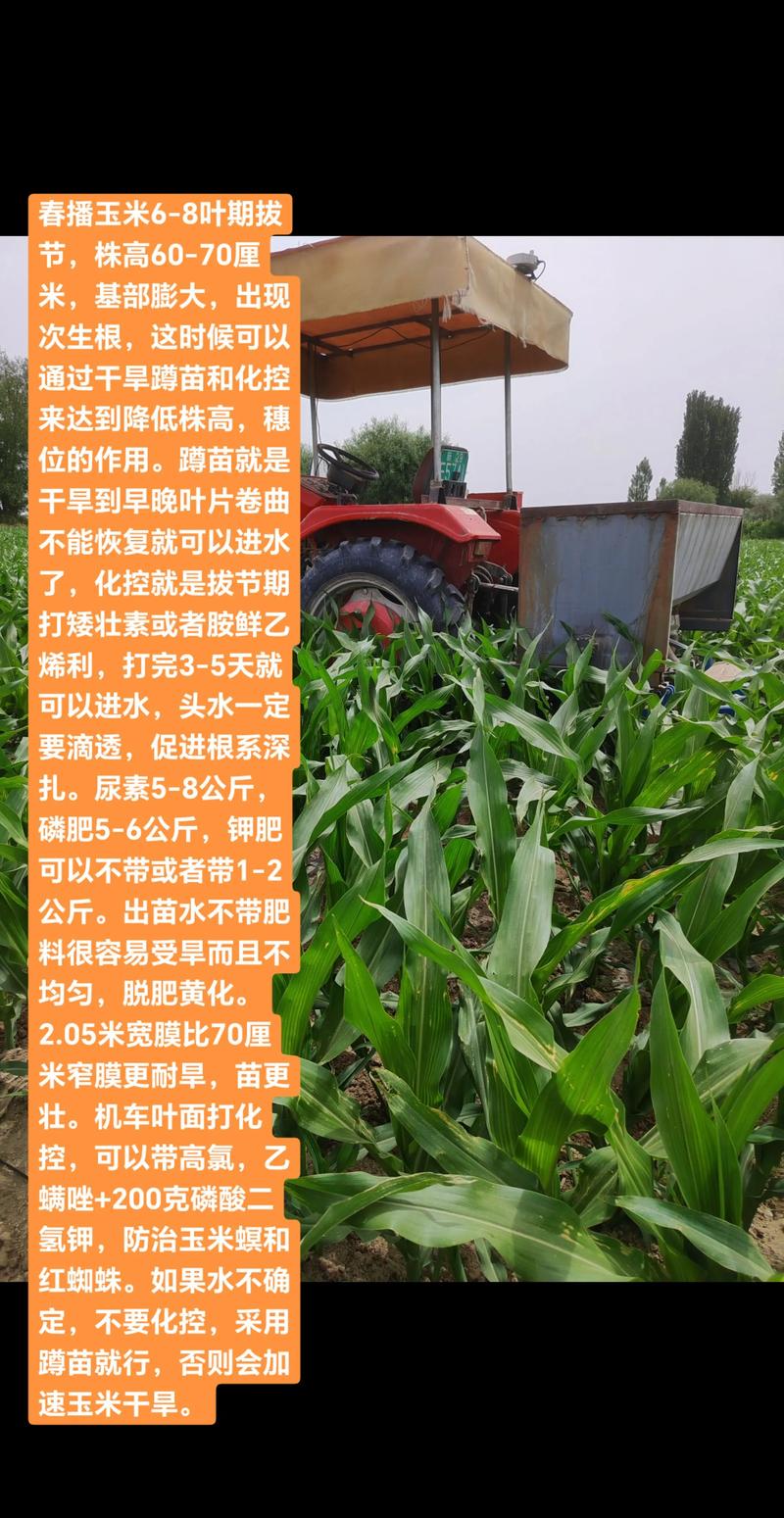 玉米苗不齐怎么补救?五大原因与应对方案全解析 二、发现苗不齐,如何快速补救?