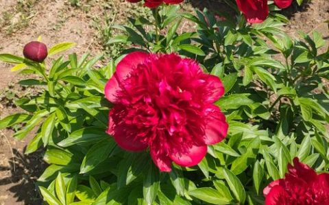 将离草是什么花？——芍药的植物百科与养护指南
