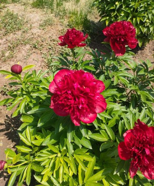 将离草是什么花？——芍药的植物百科与养护指南