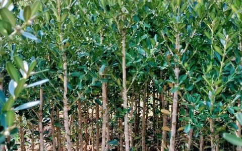 山上有黄杨树吗？详解黄杨的野生分布与工程引种技术参数