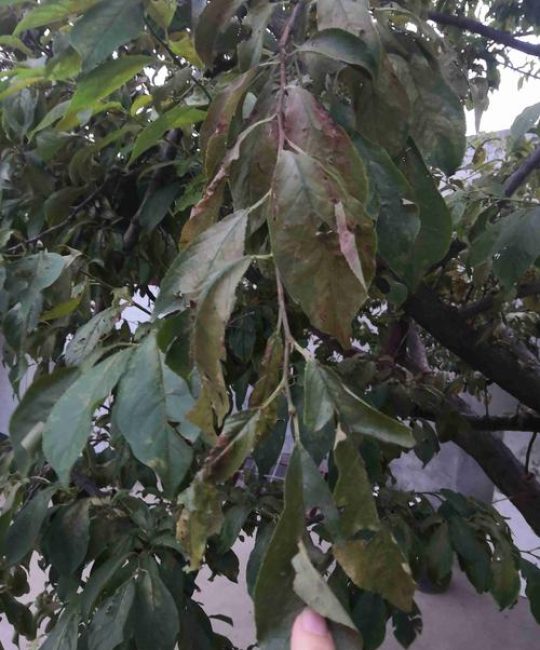 李子树叶子发黄是什么病？常见原因与防治全攻略