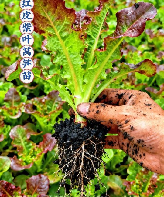 蔬菜秧苗采购指南：如何科学选择可靠购买渠道，确保秧苗品种纯正与健康根系
