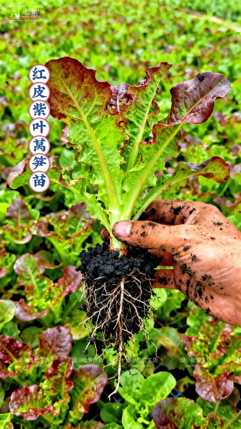 蔬菜秧苗采购指南:如何科学选择可靠购买渠道,确保秧苗品种纯正与健康根系 蔬菜秧苗采购指南:如何科学选择可靠购买渠道,确保秧苗品种纯正与健康根系