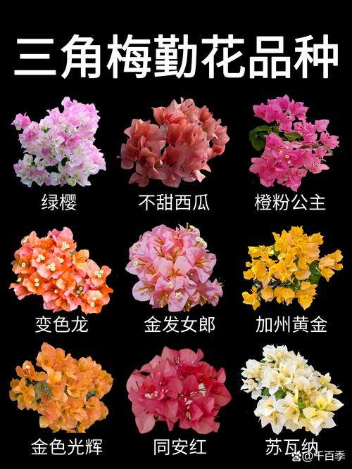 一、绿萝：最稳妥的教室常用植物