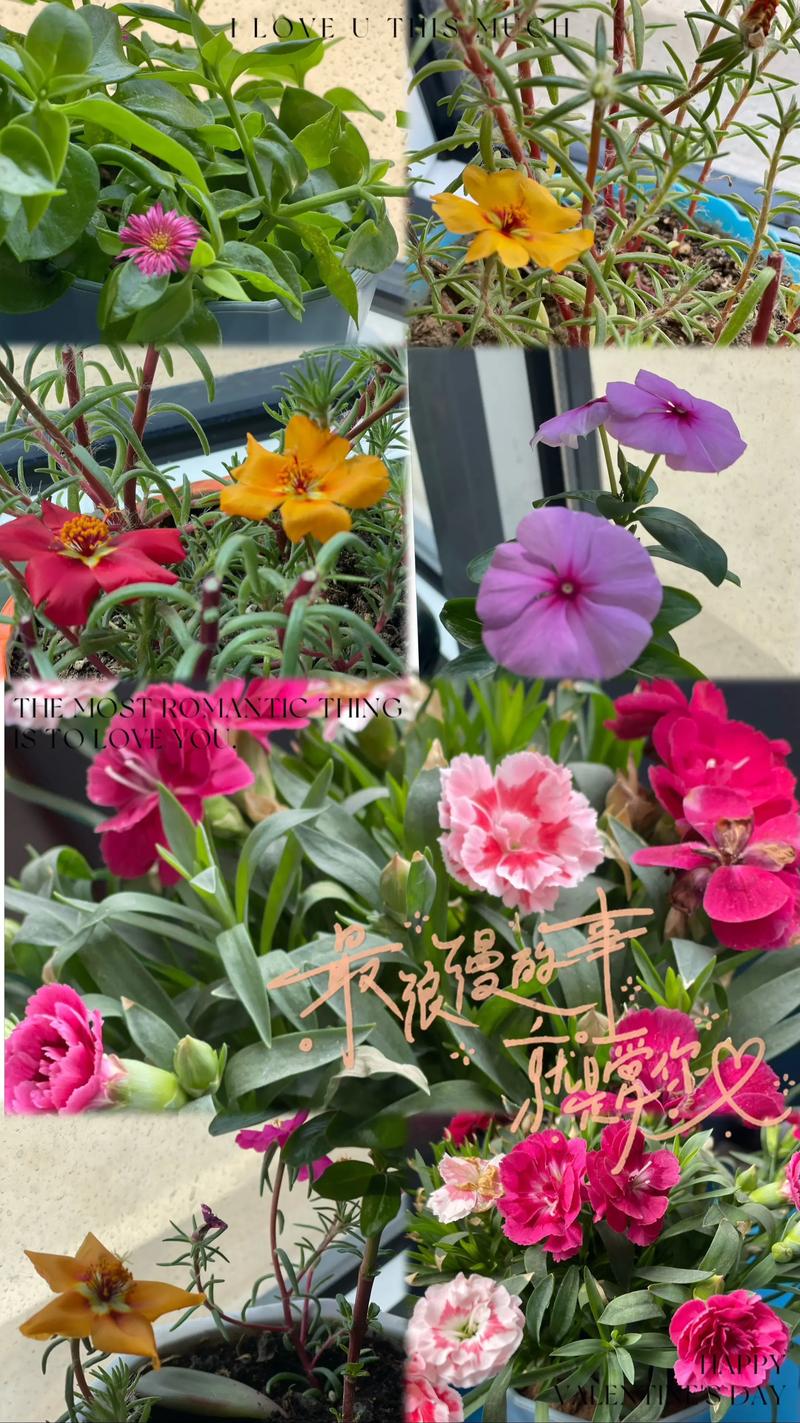 二、白掌：适合讲台和窗边的优雅开花植物