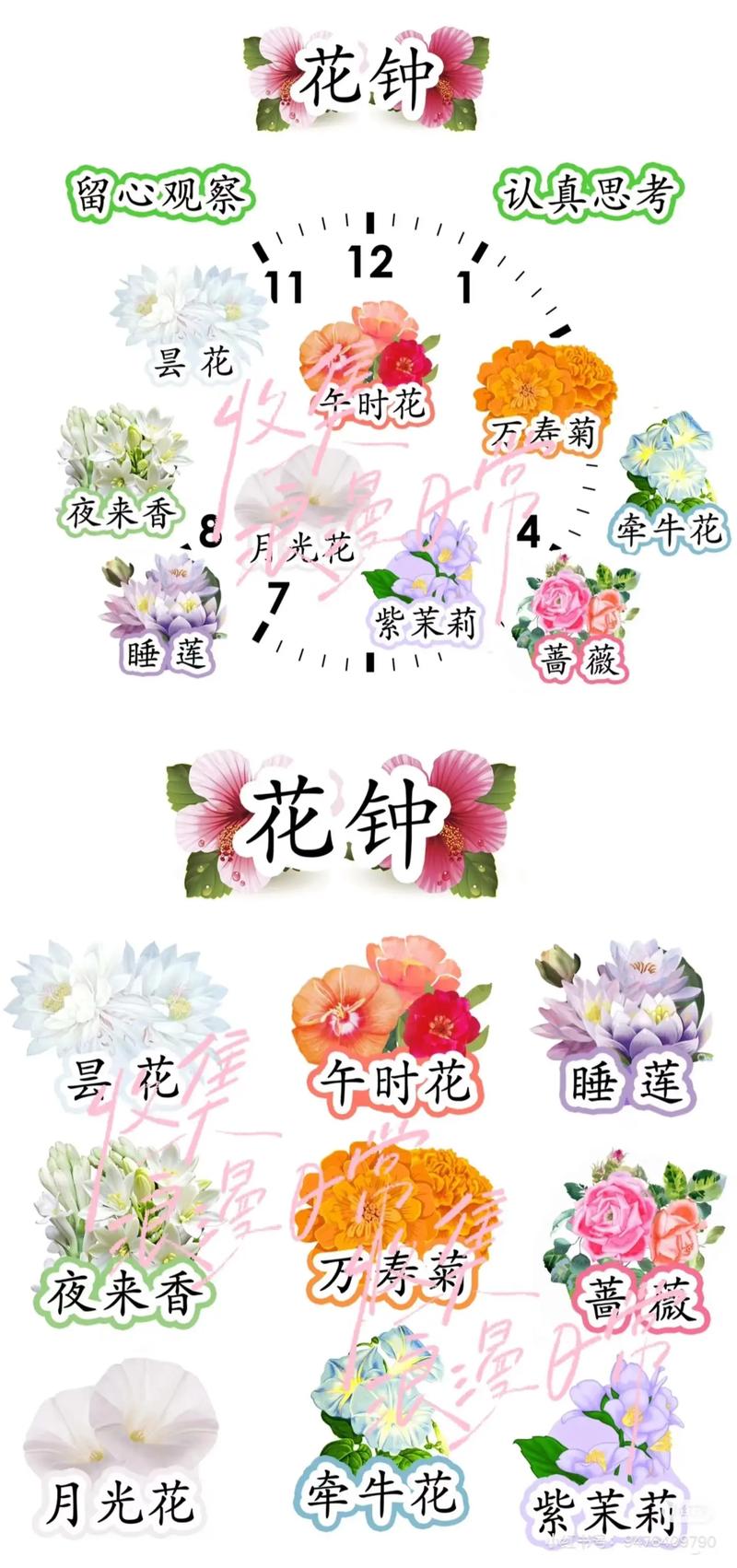 不建议放在教室里的植物
