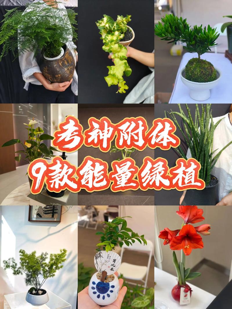 三、常春藤：适合高处摆放的垂吊绿植