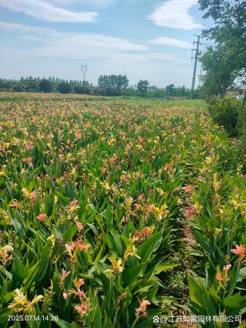 美人蕉是水生植物吗?挺水植物分类、种植与养护完全指南 池塘与河道应用的种植与养护参数