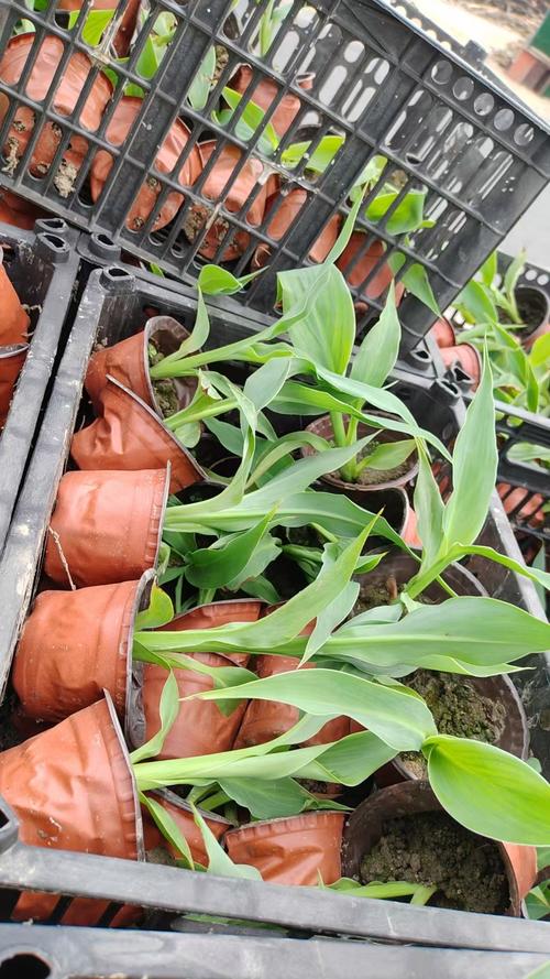 美人蕉是水生植物吗?挺水植物分类、种植与养护完全指南 常见问题(FAQ)