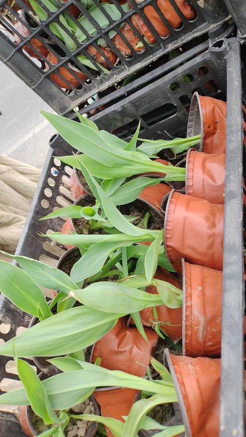 美人蕉是水生植物吗?挺水植物分类、种植与养护完全指南 总结