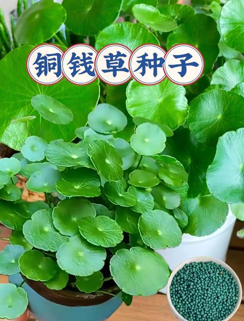 铜钱草苗怎么养?从浇水到换盆,一篇讲透家庭养护全流程 越冬越夏:铜钱草苗对温度敏感,最适宜的生长温度在15-25℃,冬季需要防寒,夏季需要遮阴降温,建议根据季节变化调整养护位置和方式。
