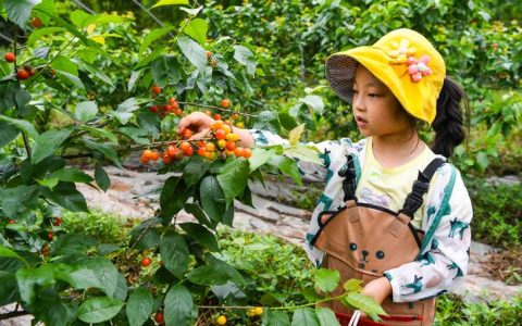 春天在樱桃树上做了什么事？核心农事操作与时间节点全解析