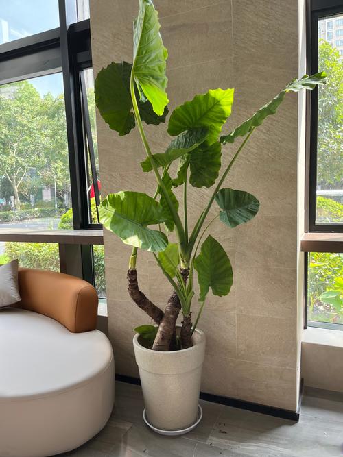 绿植浇水价格:参考区间与询价思路 季节因素:夏季和节假日更容易影响价格