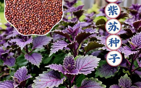 紫苏种植方法和时间详解：从播种到收获的全流程指南