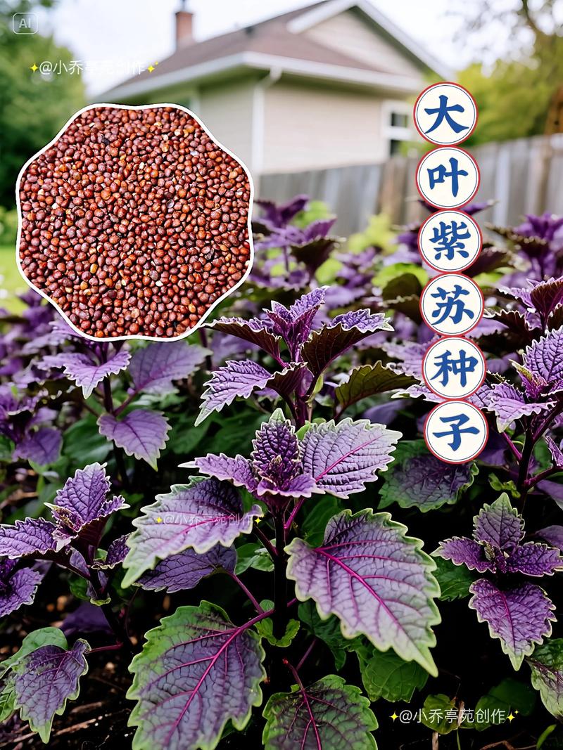 紫苏种植方法和时间详解:从播种到收获的全流程指南 紫苏种植方法和时间详解:从播种到收获的全流程指南