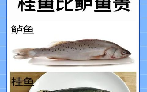 桂花鱼价格一斤多少钱？规格、季节、产地影响报价