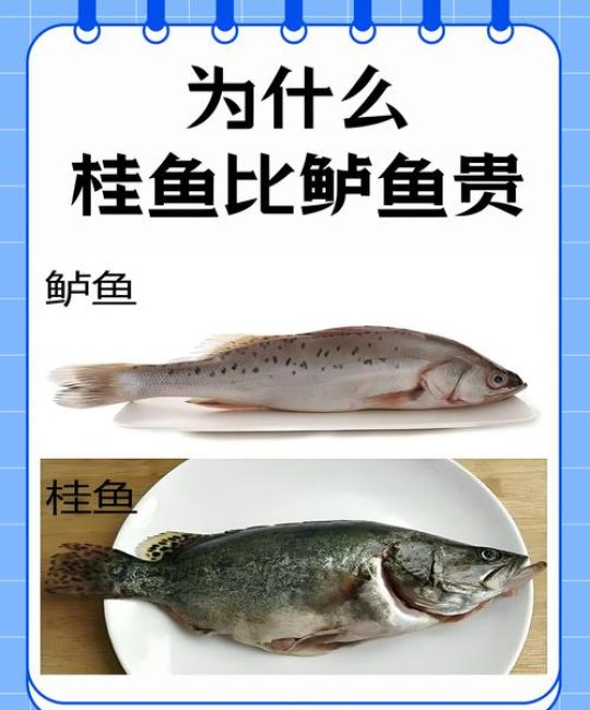 桂花鱼价格一斤多少钱？规格、季节、产地影响报价