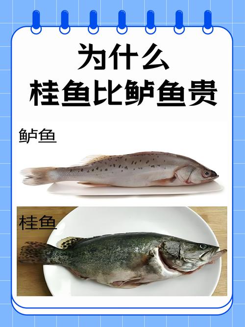 桂花鱼价格一斤多少钱？规格、季节、产地影响报价