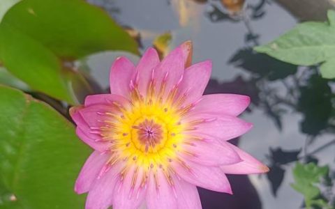 睡莲长多少叶子才开花？达到这个数量，花期准时到