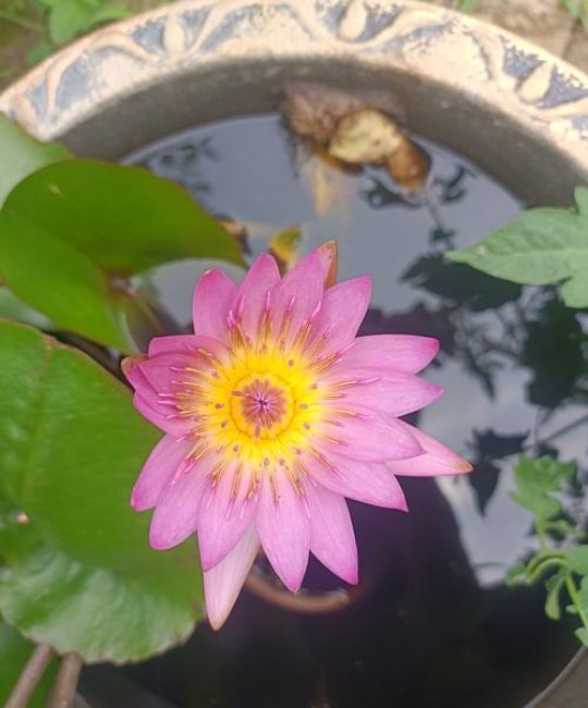睡莲长多少叶子才开花？达到这个数量，花期准时到