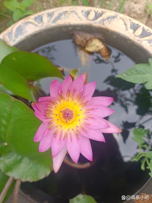睡莲长多少叶子才开花?达到这个数量,花期准时到 睡莲长多少叶子才开花?