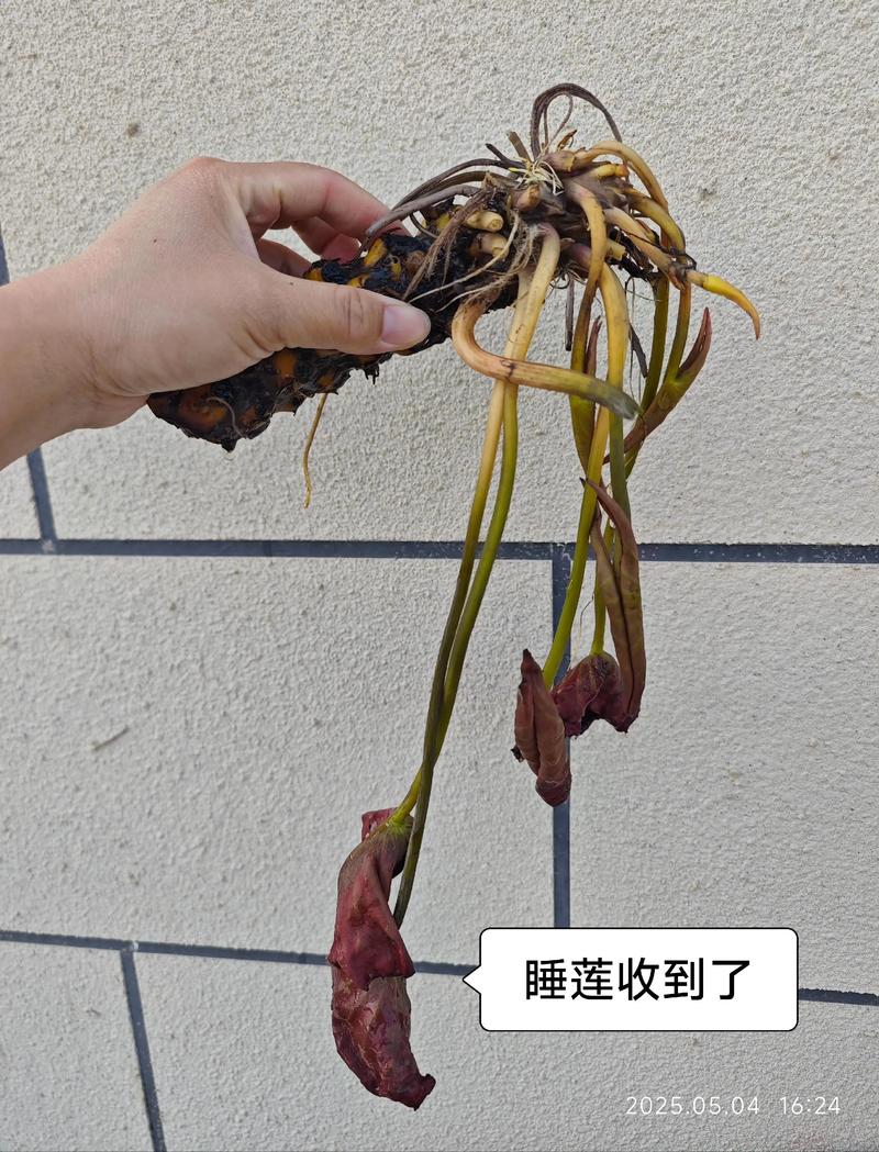 睡莲长多少叶子才开花?达到这个数量,花期准时到 睡莲不开花的5大常见原因与解决方法