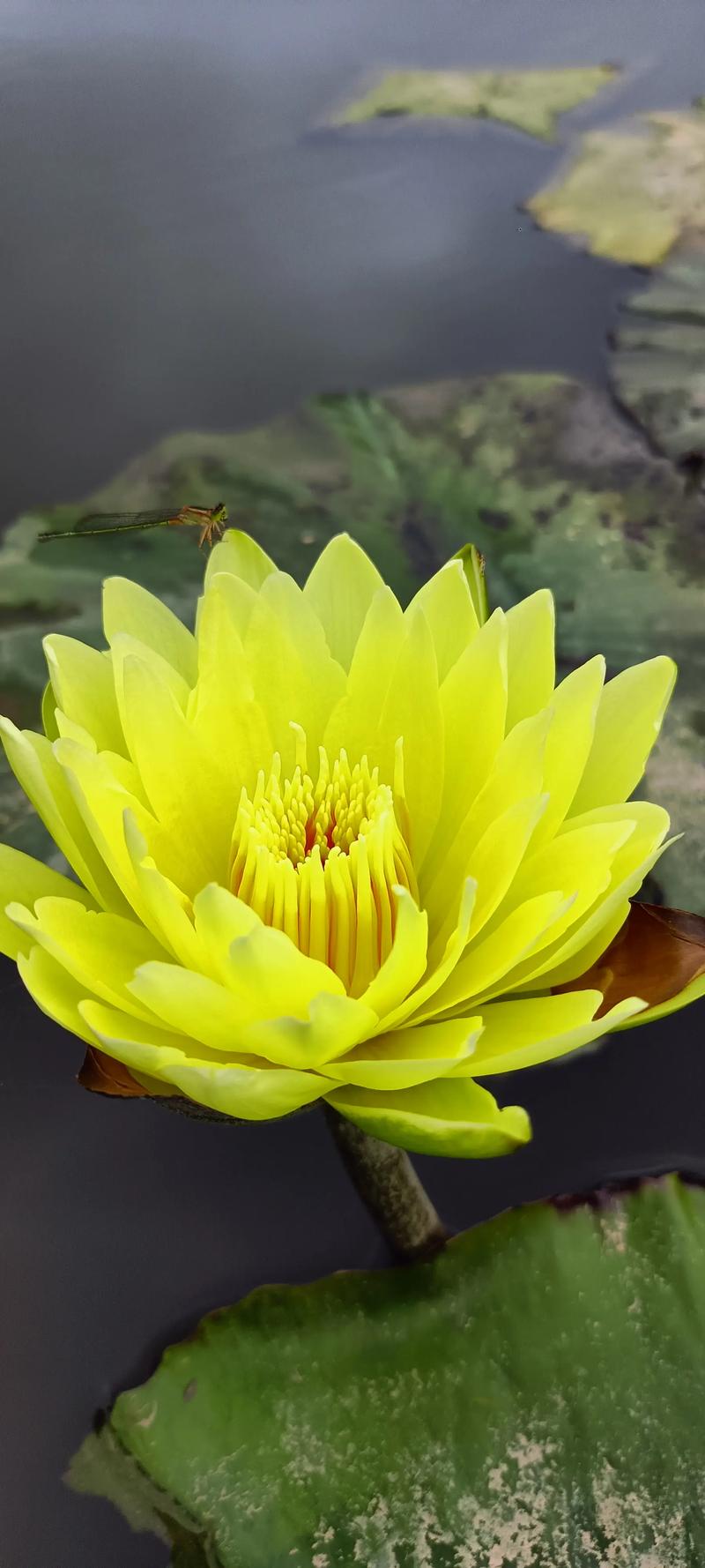 睡莲长多少叶子才开花?达到这个数量,花期准时到 影响睡莲开花的4大关键因素