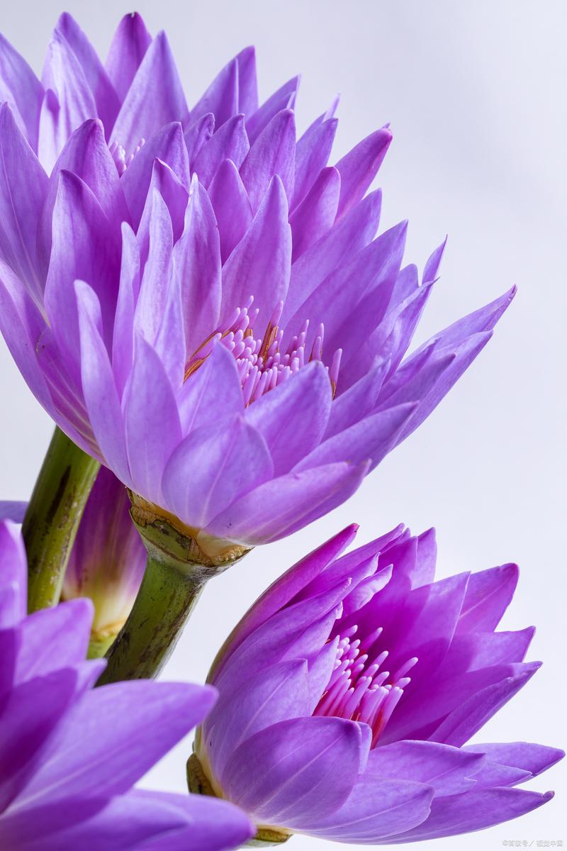 睡莲长多少叶子才开花?达到这个数量,花期准时到 总结