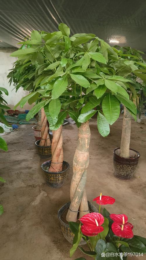 发财树价格表:规格、产地、季节如何影响报价 发财树价格表:规格、产地、季节如何影响报价