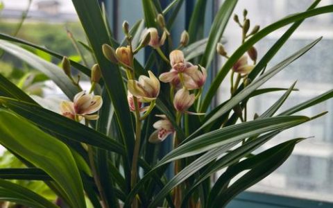 兰花是种子植物吗？深度解析兰科植物的分类与繁殖奥秘