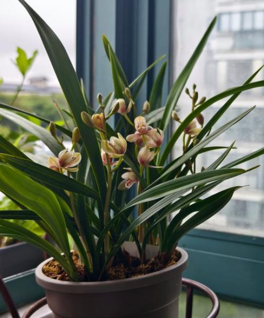 兰花是种子植物吗？深度解析兰科植物的分类与繁殖奥秘