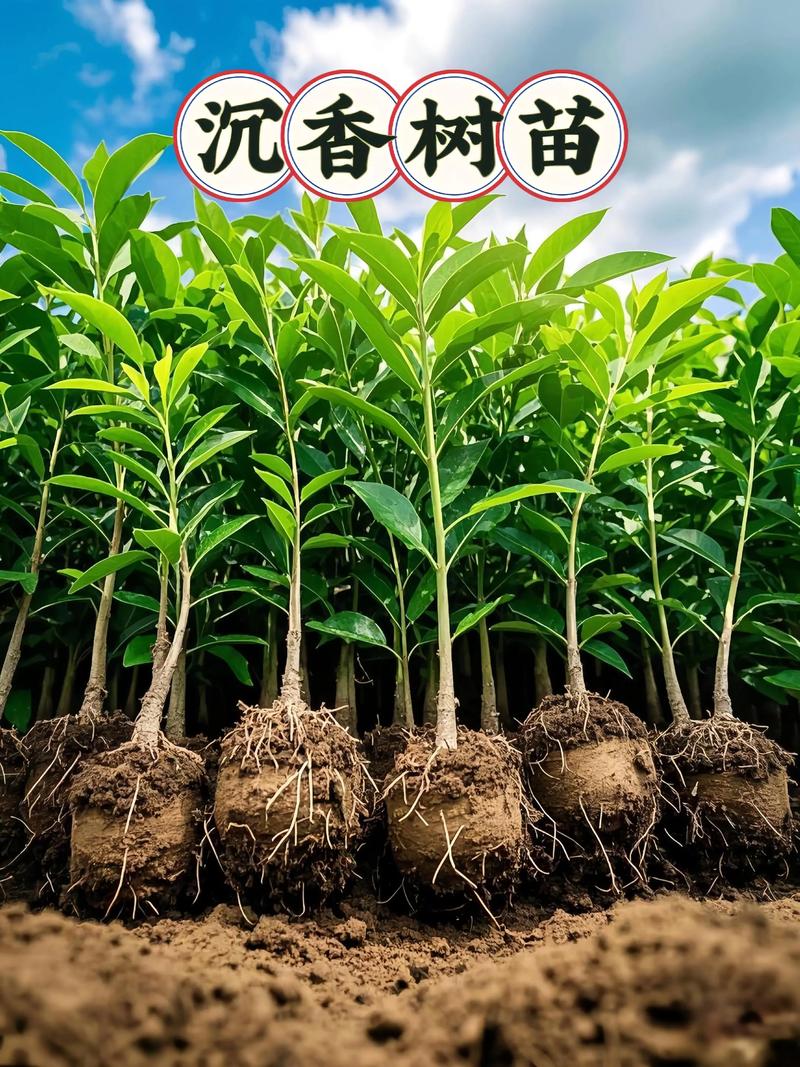 一棵沉香树能产多少斤沉香?揭秘产量与结香的关键因素 三、实际产量参照:一组典型数据