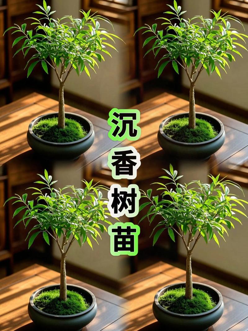一棵沉香树能产多少斤沉香?揭秘产量与结香的关键因素 四、如何提高产量?给园艺爱好者的建议