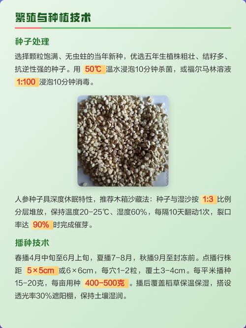 人参好种植吗?从选地到成活的全流程技术指南 五、浇定根水