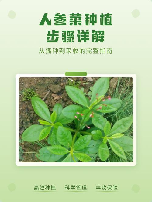 人参好种植吗?从选地到成活的全流程技术指南 六、缓苗管理